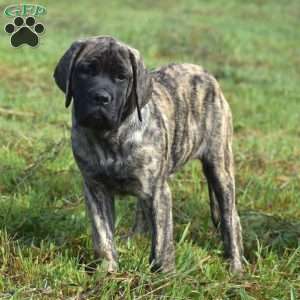 Alice, English Mastiff Puppy
